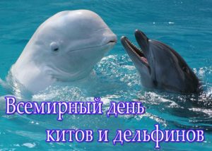 Волшебный мир китов и дельфинов