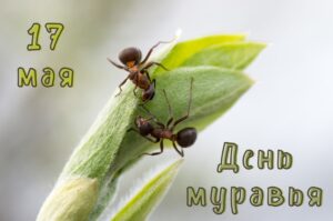 Муравейка, муравей