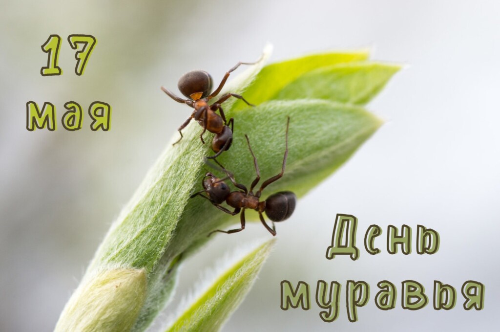 Муравейка, муравей
