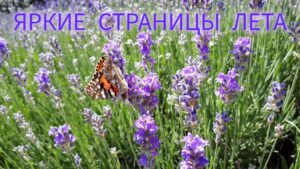 Яркие страницы лета