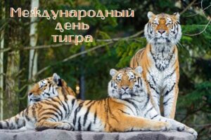Его величество Тигр-р-р-р!