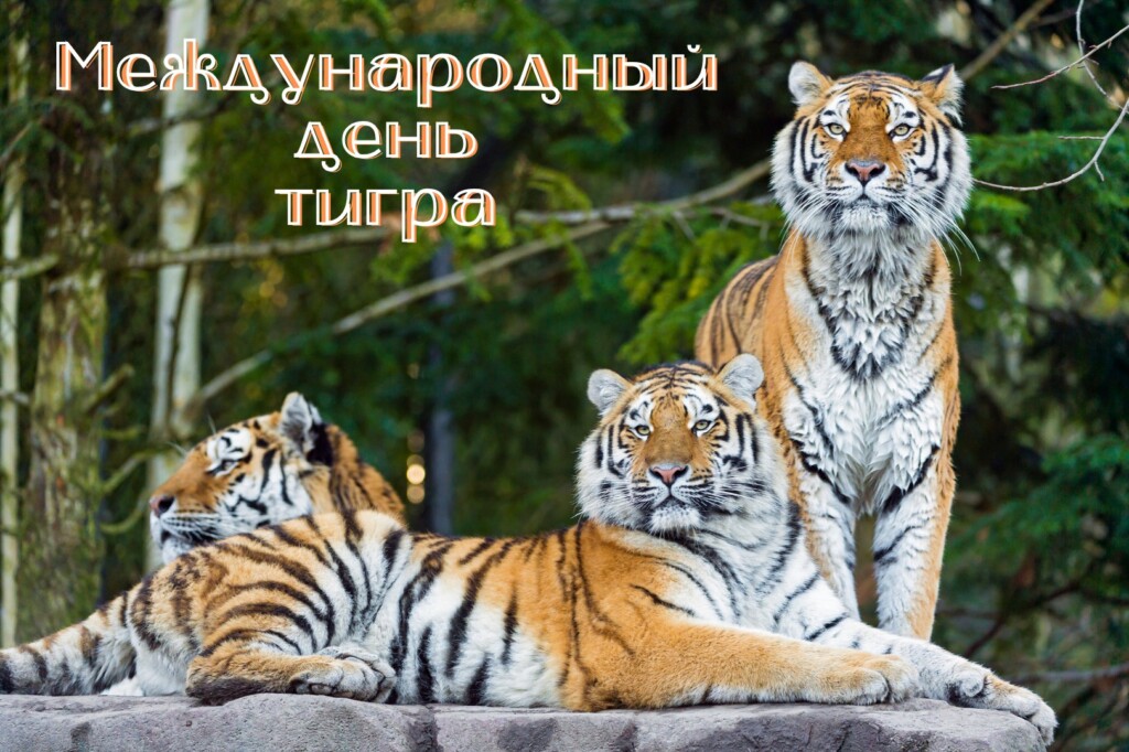 Его величество Тигр-р-р-р!
